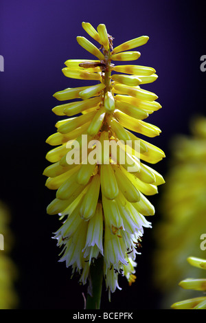 Close up d'une lampe lily / red hot poker, type jaune. Banque D'Images