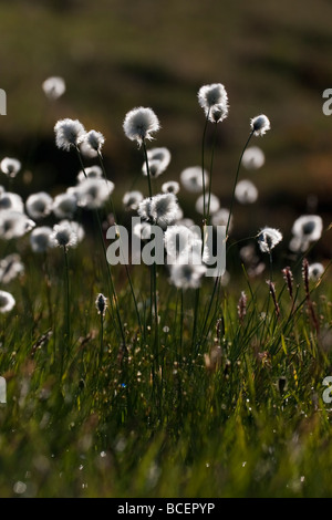 Scheuchzers Wollgras Linaigrette de coton de l'Eriophorum scheuchzeri Alpes Schweiz Berner Oberland Banque D'Images