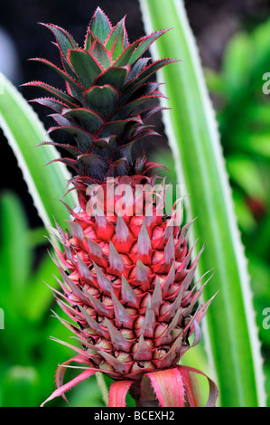 L'ananas rouge sur la tige. New York, USA. Banque D'Images