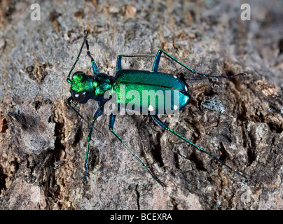 Green Tiger Beetle repéré six, Cicindela sexguttata Banque D'Images