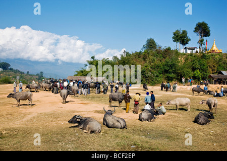 Le Myanmar, Birmanie, Kengtung. Le buffle d'eau deux fois par semaine à la périphérie du marché de Kengtung. Banque D'Images