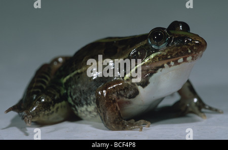 Ptychadena mascareniensis Grenouille, Mascarene Banque D'Images