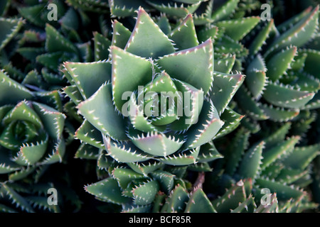 Cactus, Fuerteventura, Îles Canaries, Espagne Banque D'Images