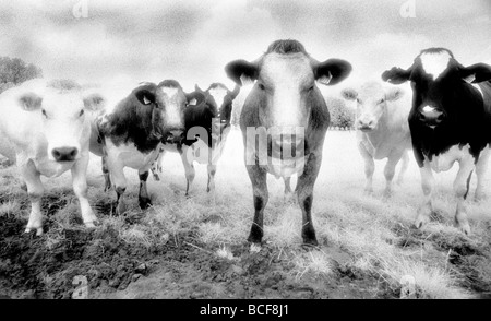 Six vaches regardant fixement tourné sur Kodak Film infrarouge connu pour des grains et numérisée du tambour Banque D'Images