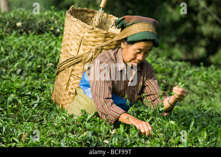 L'Inde, le Bengale occidental, Kurseong, Goomtee Tea Estate, femme plateau picking Banque D'Images