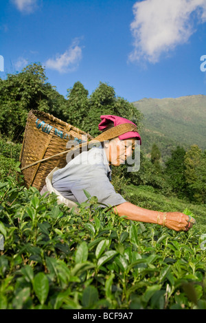 L'Inde, le Bengale occidental, Kurseong, Goomtee Tea Estate, femme plateau picking Banque D'Images