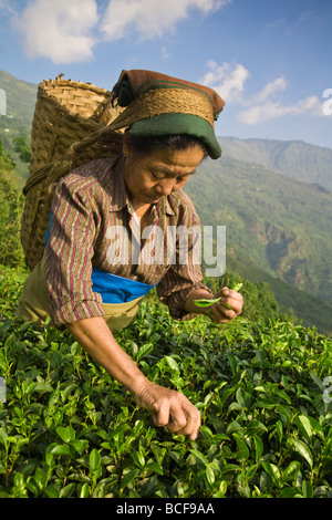 L'Inde, le Bengale occidental, Kurseong, Goomtee Tea Estate, femme plateau picking Banque D'Images