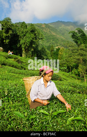 L'Inde, le Bengale occidental, Kurseong, Goomtee Tea Estate, femme plateau picking Banque D'Images