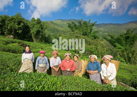 L'Inde, le Bengale occidental, Kurseong, Goomtee Tea Estate Banque D'Images