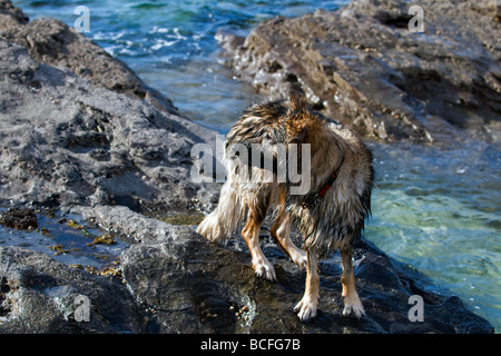 Trempé par chien berger allemand chien de mer turquoise sur des pierres à plage de Balnakeil bay, Ecosse Banque D'Images