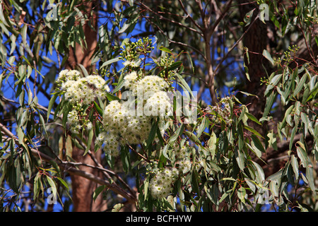 Fleurs de l'épanouissement de la gomme ou d'Eucalyptus Corymbia gummifera qui se produit sur la côte est de l'Australie Banque D'Images