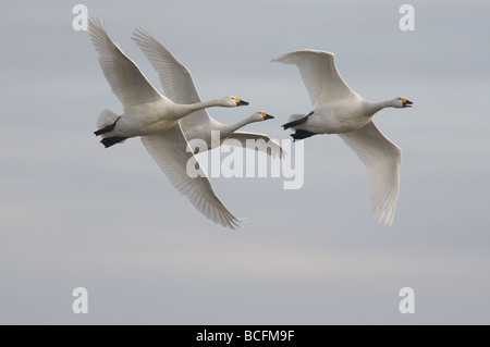 Trois cygnes de Bewick (Cygnus columbianus) en vol en hiver à Slimbridge, Royaume-Uni Banque D'Images