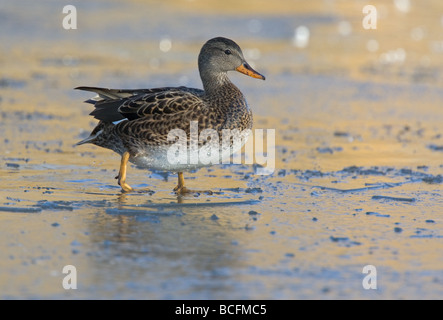 Le Canard chipeau (Anas strepera) duck walking on ice à Slimbridge, Royaume-Uni Banque D'Images