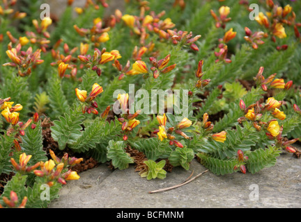 Adenotrichum Hypericum, Clusiaceae, la Turquie, l'Asie occidentale Banque D'Images