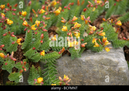 Adenotrichum Hypericum, Clusiaceae, la Turquie, l'Asie occidentale Banque D'Images
