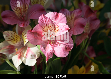 Close up de l'Alstroemeria rose fleur. Dans la famille des plantes (Amaryllidacées). Aussi connu sous le nom de lis péruviens. Banque D'Images