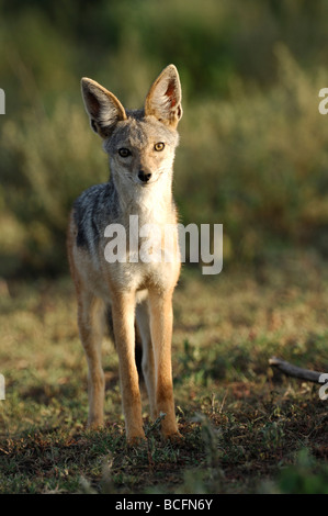 Stock photo d'un chacal à dos noir debout sur les plaines à herbes courtes de Ndutu, Tanzanie, février 2009. Banque D'Images