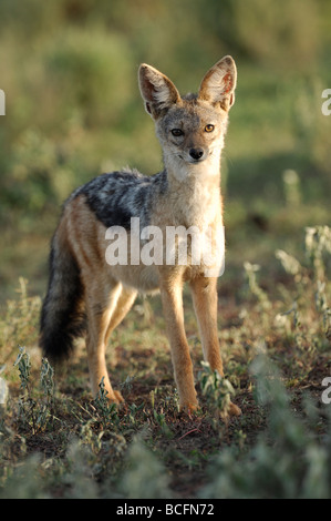 Stock photo d'un chacal à dos noir debout sur les plaines à herbes courtes de Ndutu, Tanzanie, février 2009. Banque D'Images