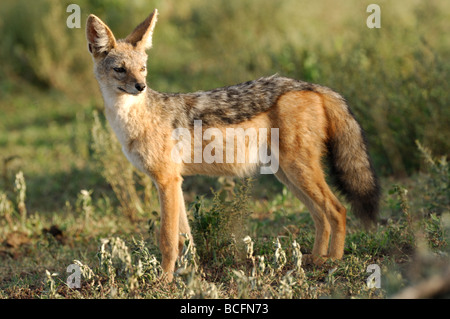 Stock photo d'un chacal à dos noir debout sur les plaines à herbes courtes de Ndutu, Tanzanie, février 2009. Banque D'Images