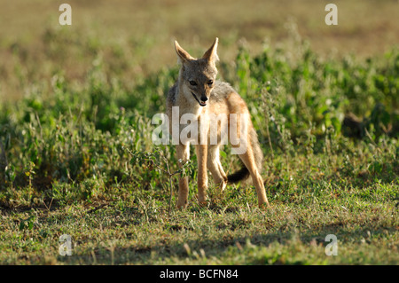 Stock photo d'un chacal à dos noir debout sur les plaines à herbes courtes de Ndutu, Tanzanie, février 2009. Banque D'Images