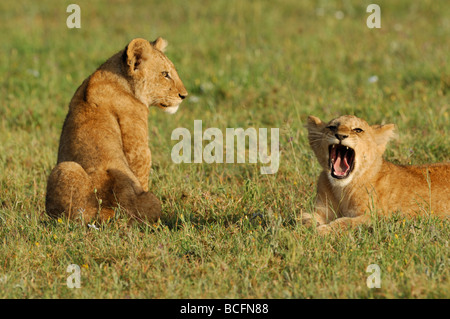 Stock photo de deux lionceaux dans le Serengeti, Tanzanie. L'un des lionceaux est manifeste. Banque D'Images