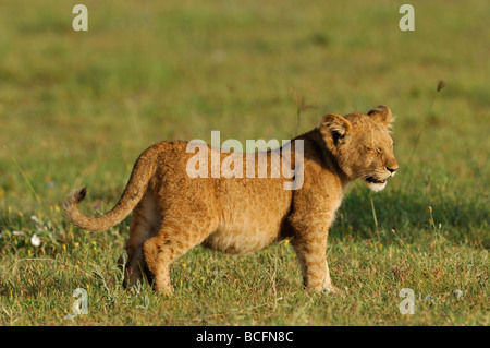 Stock photo d'un lion cub debout dans le Serengeti avec ses yeux fermés, et le ventre plein, la Tanzanie, février 2009. Banque D'Images