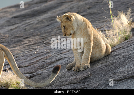 Stock photo d'un lion cub jouer avec la queue de sa mère, le Parc National du Serengeti, Tanzanie, février 2009. Banque D'Images