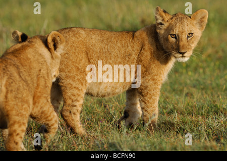 Stock photo d'un lion cub cub démarche auprès d'une autre, le Parc National du Serengeti, Tanzanie, février 2009. Banque D'Images