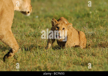 Stock photo d'un lion cub vocalisant à sa mère approchant, le Parc National du Serengeti, Tanzanie, février 2009. Banque D'Images