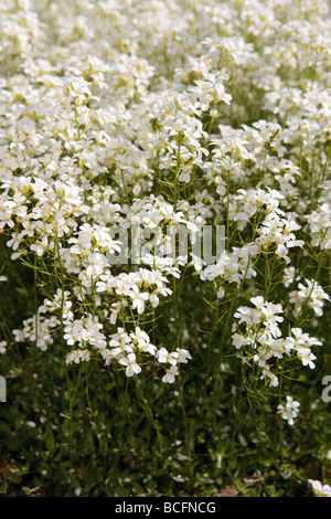 L'exécution de Rock Cress, Kryptrav (Arabis procurrens) Banque D'Images