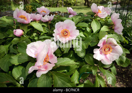 Pivoine arbustive, Buskpion (Paeonia suffruticosa) Banque D'Images