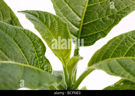 Trompette des anges, Rodnande änglatrumpet (Brugmansia versicolor) Banque D'Images