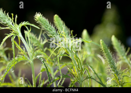 Véronique à longues feuilles (Veronica longifolia, Strandveronika) Banque D'Images