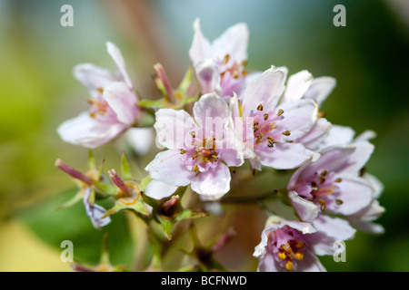 Philadelphus coronarius, Mock Orange, Sigtuna, Suède, Europe du Nord, Cornales, plante à fleurs, Kornellordningen, Schersmin, famille Hydrangeaceae, hortensiaväxter Banque D'Images