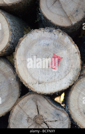 Pile de bois de chauffage avec nombre de pile dans la forêt prêt à shippment Banque D'Images