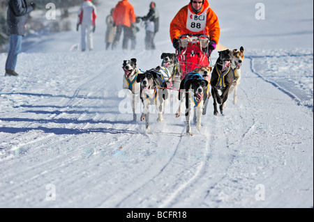 Une équipe de chiens de traîneau Grayster en action, courir vers la caméra. Banque D'Images