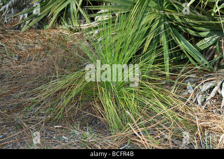 D arbre pin des marais. (Pinus palustris ) Banque D'Images