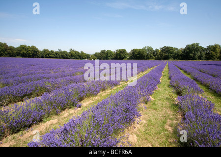 Mayfield Lavender Farm, and Banstead, Surrey, England, UK Banque D'Images
