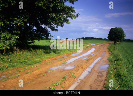 Route de loess Région Roztocze , sol , Pologne , Country Road Banque D'Images