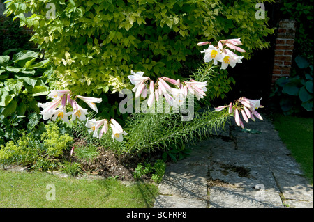 Liliaceae Lilium regale Lily Lily 'Regal' Banque D'Images