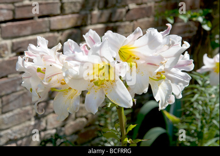 Liliaceae Lilium regale Lily Lily 'Regal'. Belle collection de lys blancs en pleine floraison Banque D'Images