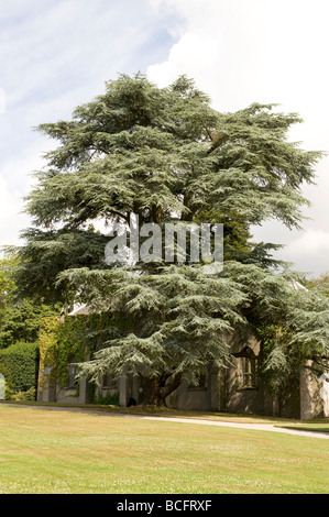 Cedrus libani cèdre du Liban Banque D'Images