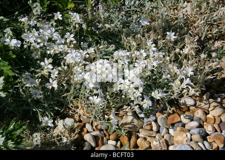 La neige en été ou Dusty Miller, Cerastium tomentosum, Caryophyllaceae, sud-est de l'Europe Banque D'Images