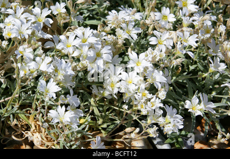 La neige en été ou Dusty Miller, Cerastium tomentosum, Caryophyllaceae, sud-est de l'Europe Banque D'Images