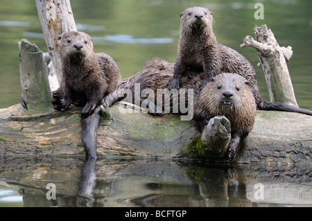 Stock photo d'une loutre de rivière family un journal, le Parc National de Yellowstone, 2009. Banque D'Images