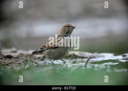 Linnet Carduelis cannabina femme Bulgarie Juin 2009 Banque D'Images