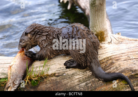 Stock photo d'une loutre de rivière pup manger une truite, Yellowstone National Park, 2009. Banque D'Images
