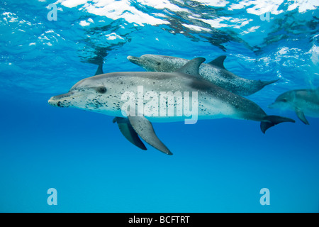 Sous-marin dauphin tacheté Stenella frontalis, Océan Atlantique Banque D'Images