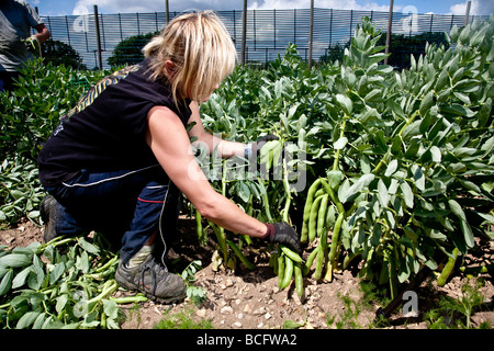 Broadbean picking dans les domaines de l'Hampshire Banque D'Images