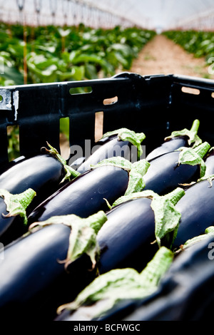 Les aubergines, dans des paniers à la disposition par les supermarchés Banque D'Images